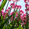 Tulipes a Morges - 026